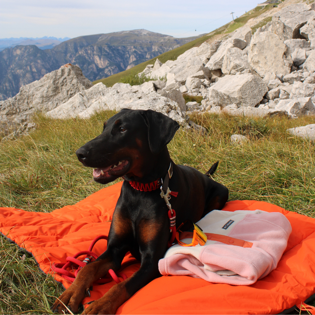 Nomad - Outdoor Hundematte in Aktion