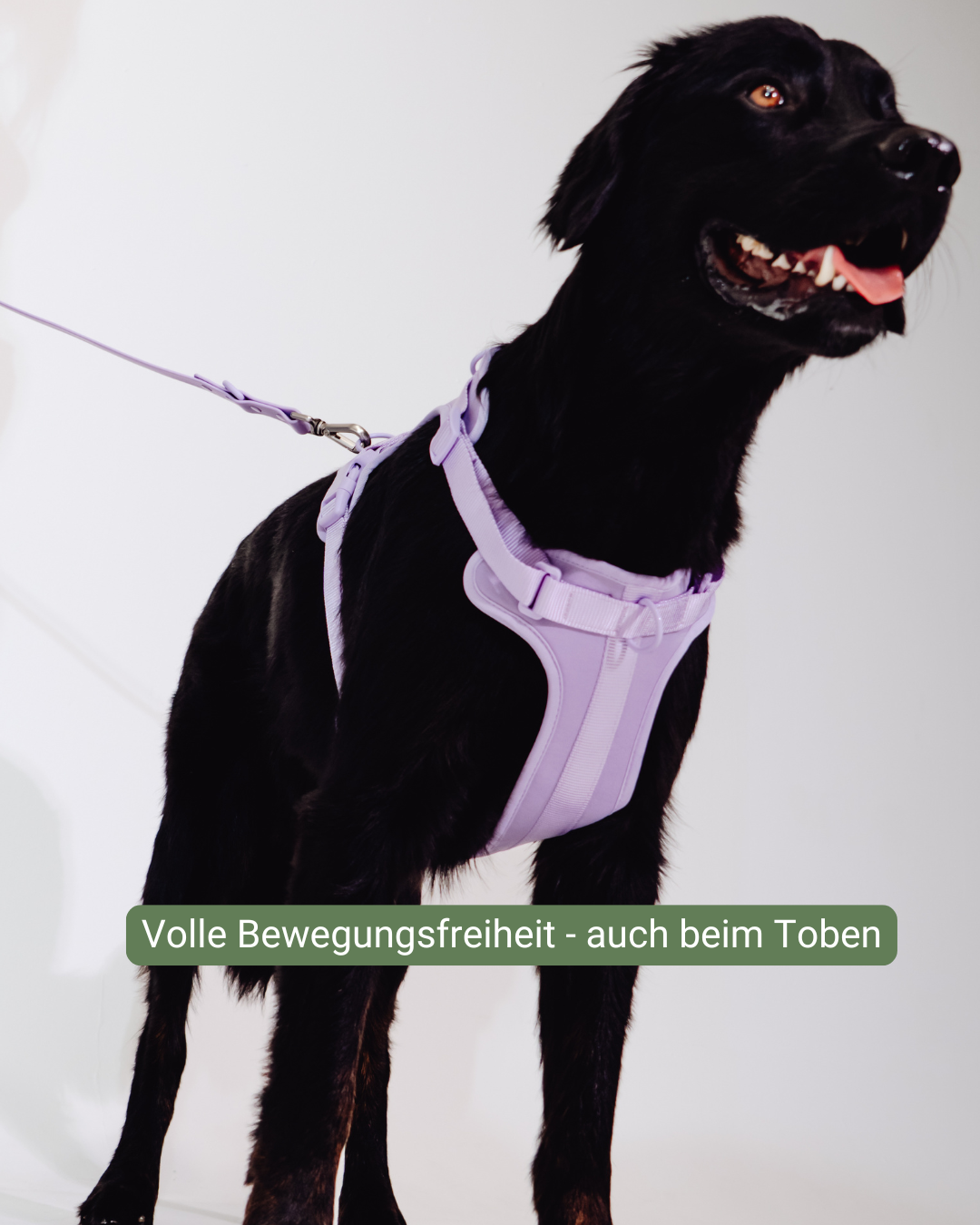 Lavendeltraum Velvy Geschirr Set