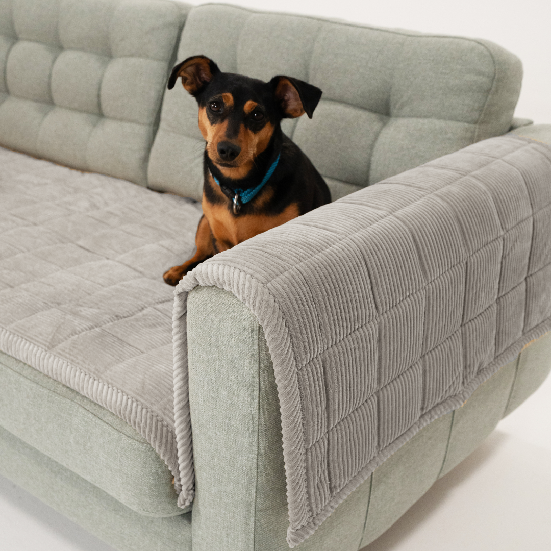Sauber leben mit Hund