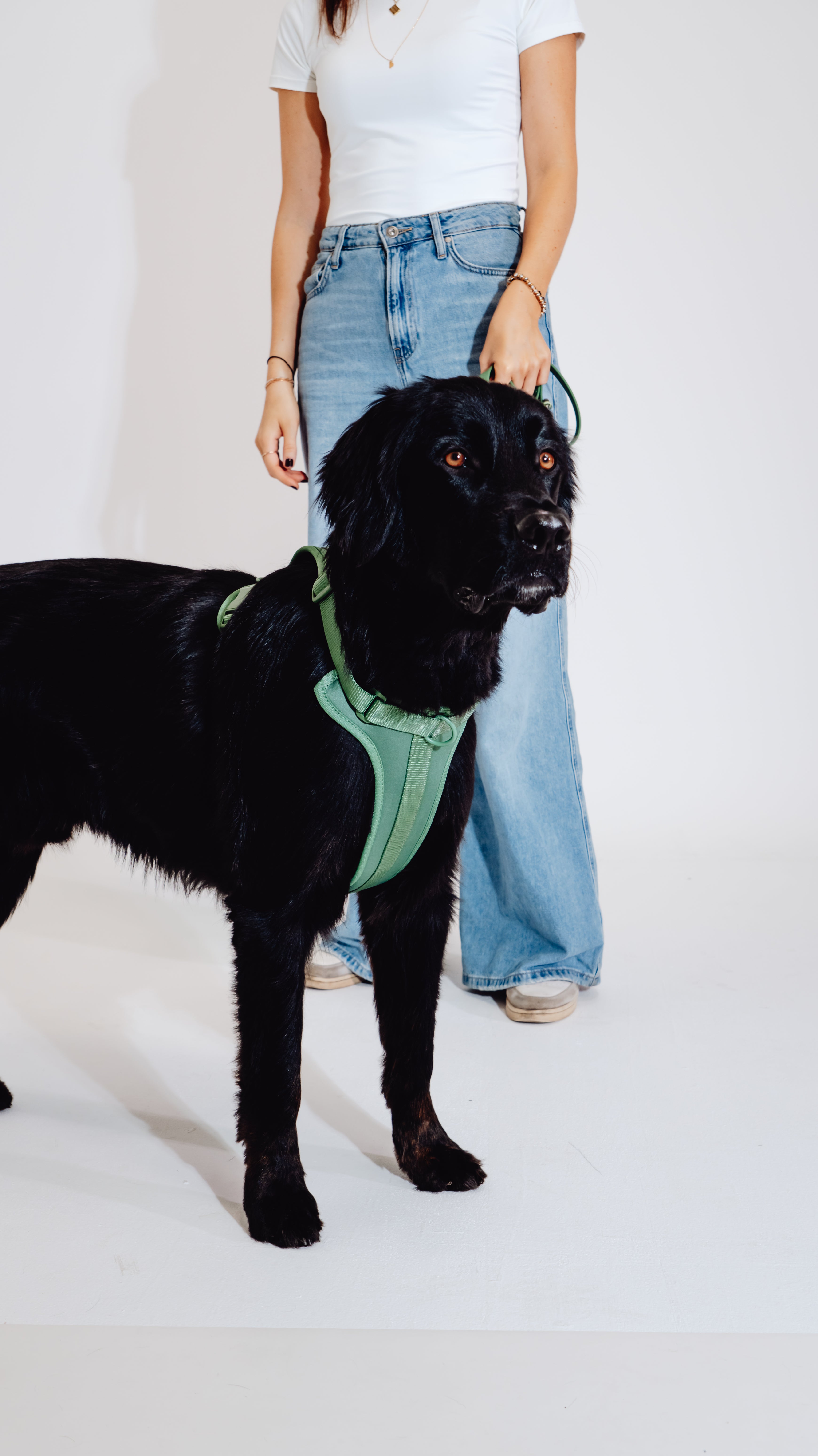 Waldpfote Velvy Geschirr