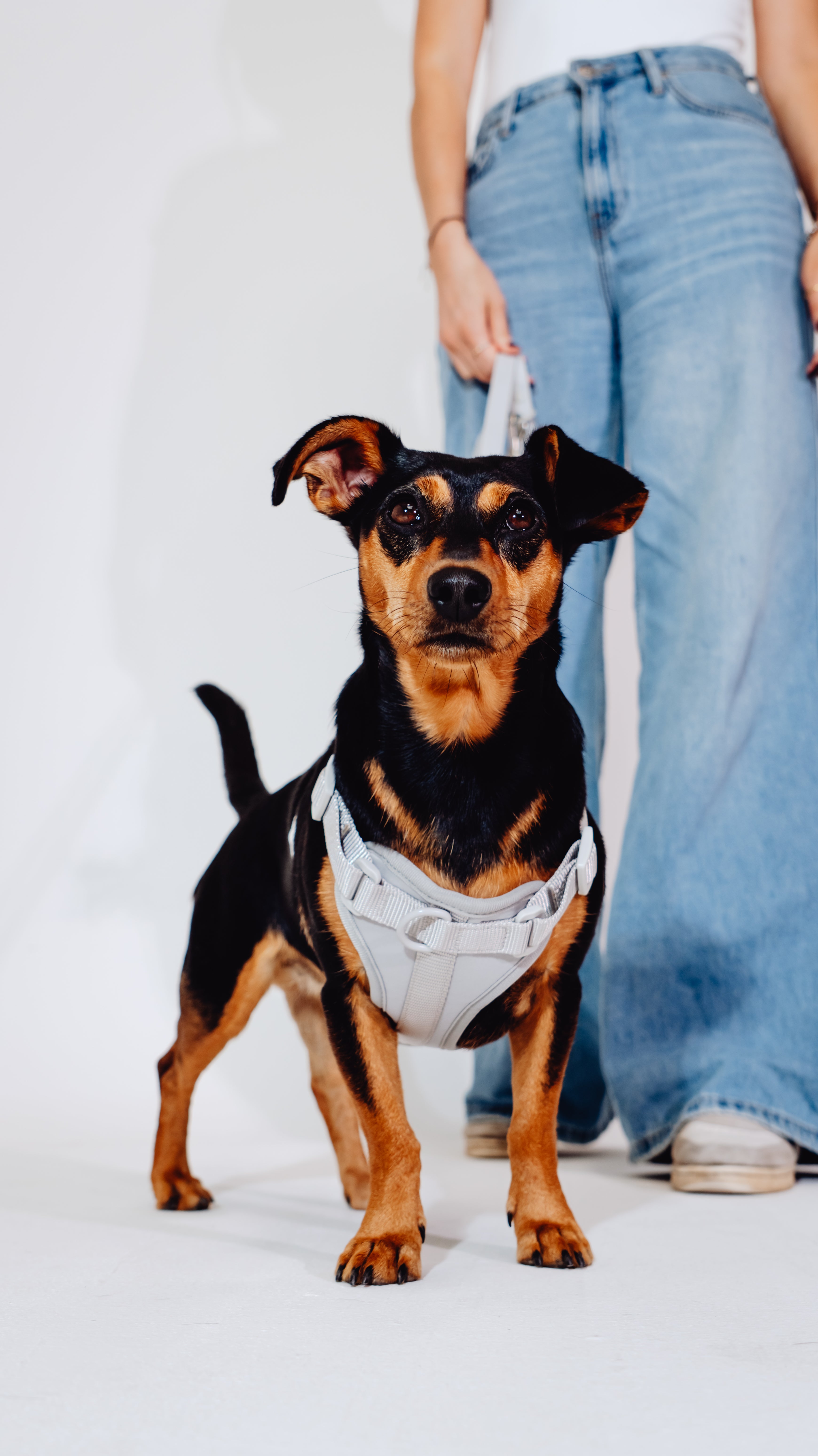 Graphit Velvy Geschirr