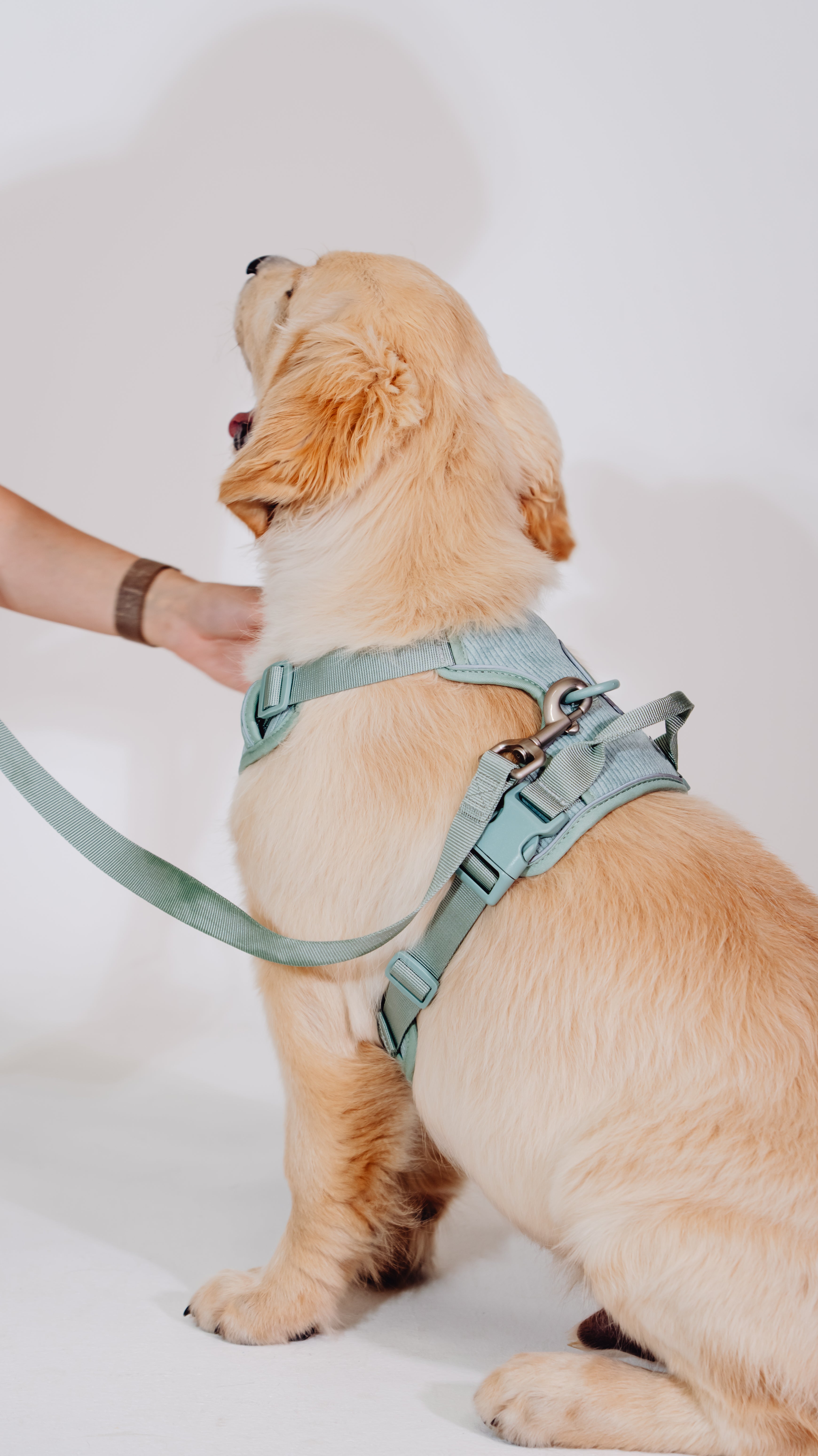 Matcha Grün Cordélia Geschirr Set