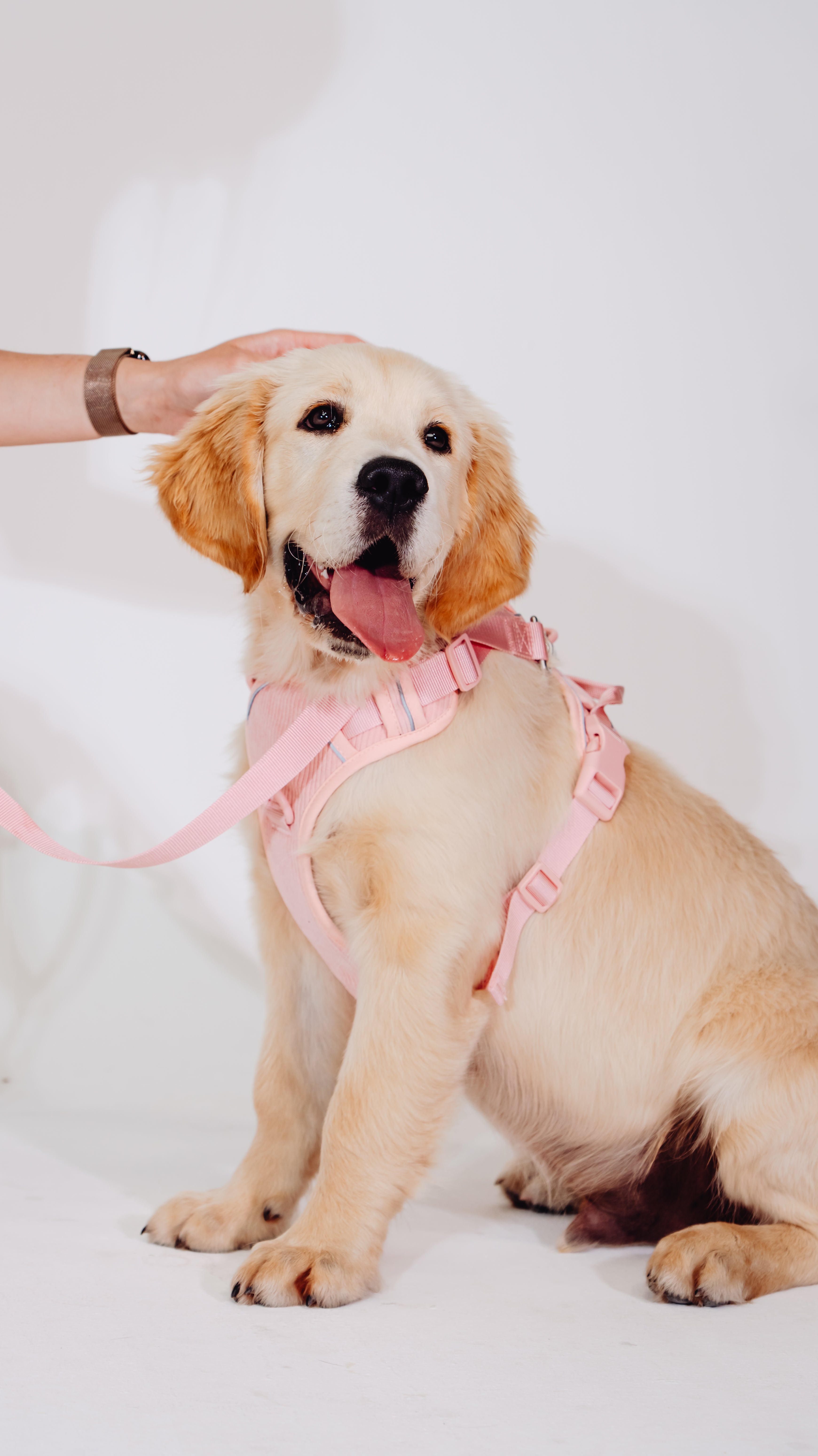 Rose Cordélia Geschirr Set