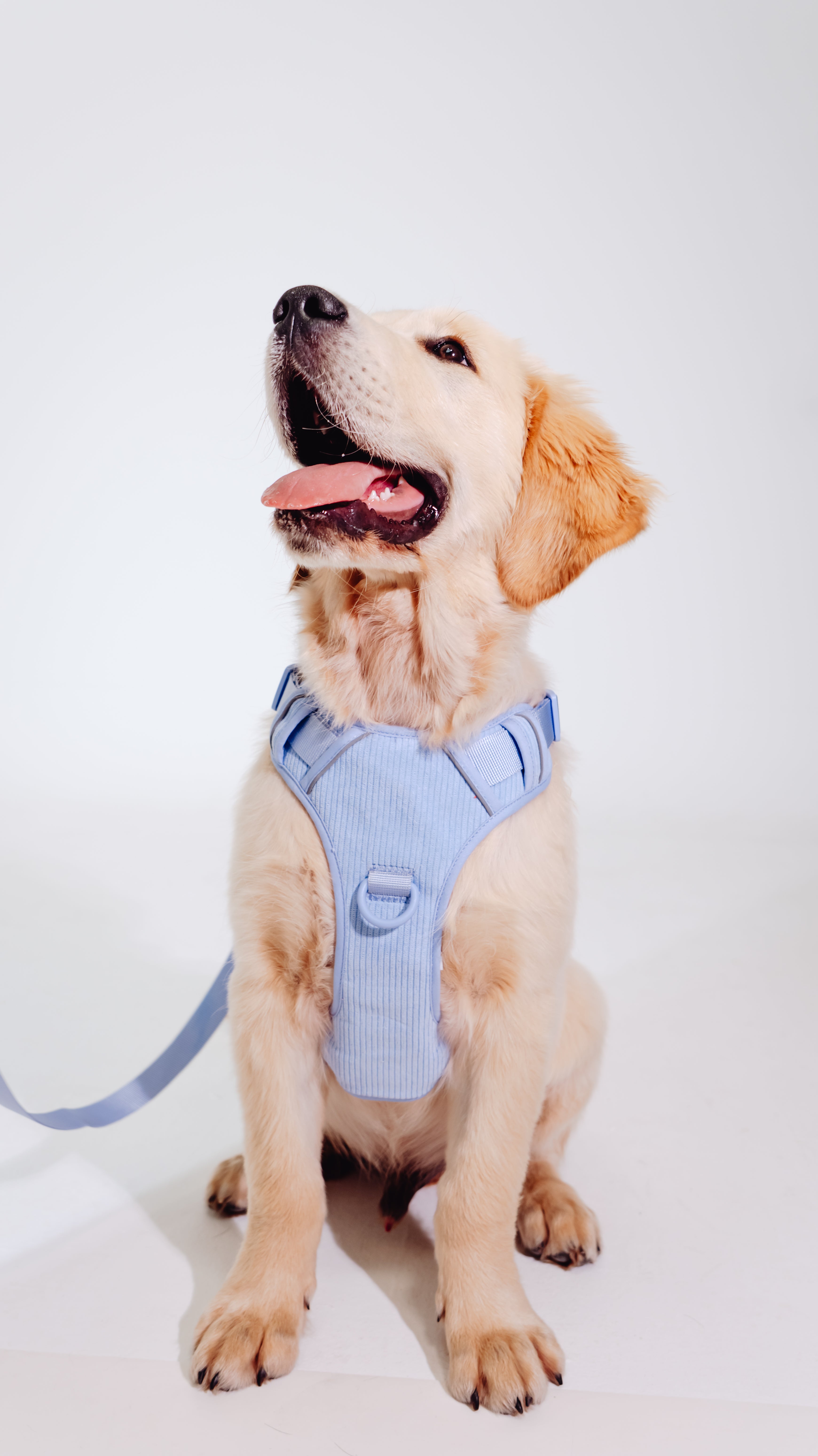 Lavendel Eis Cordélia Geschirr Set