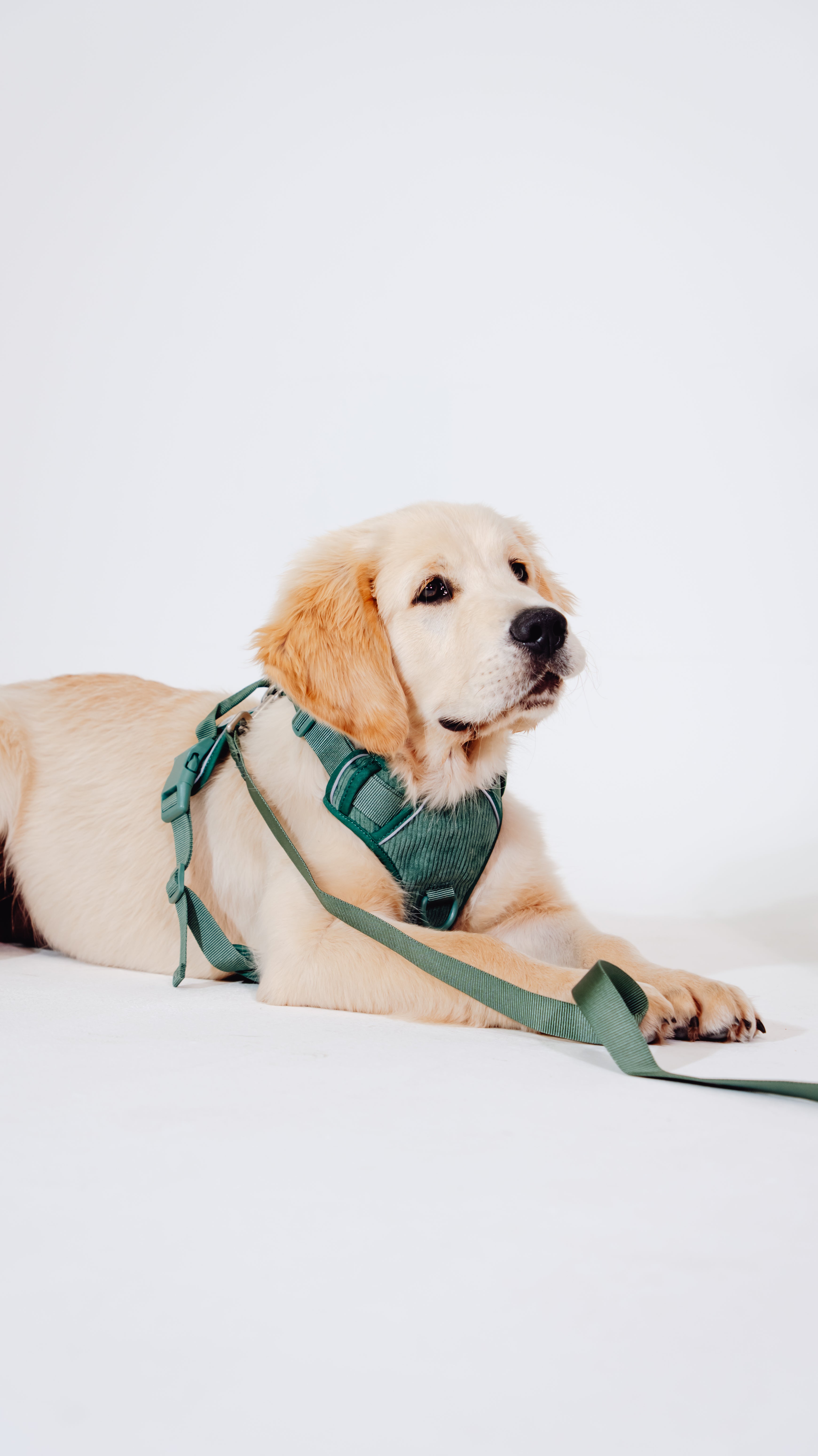 Tannenzauber Cordélia Geschirr Set