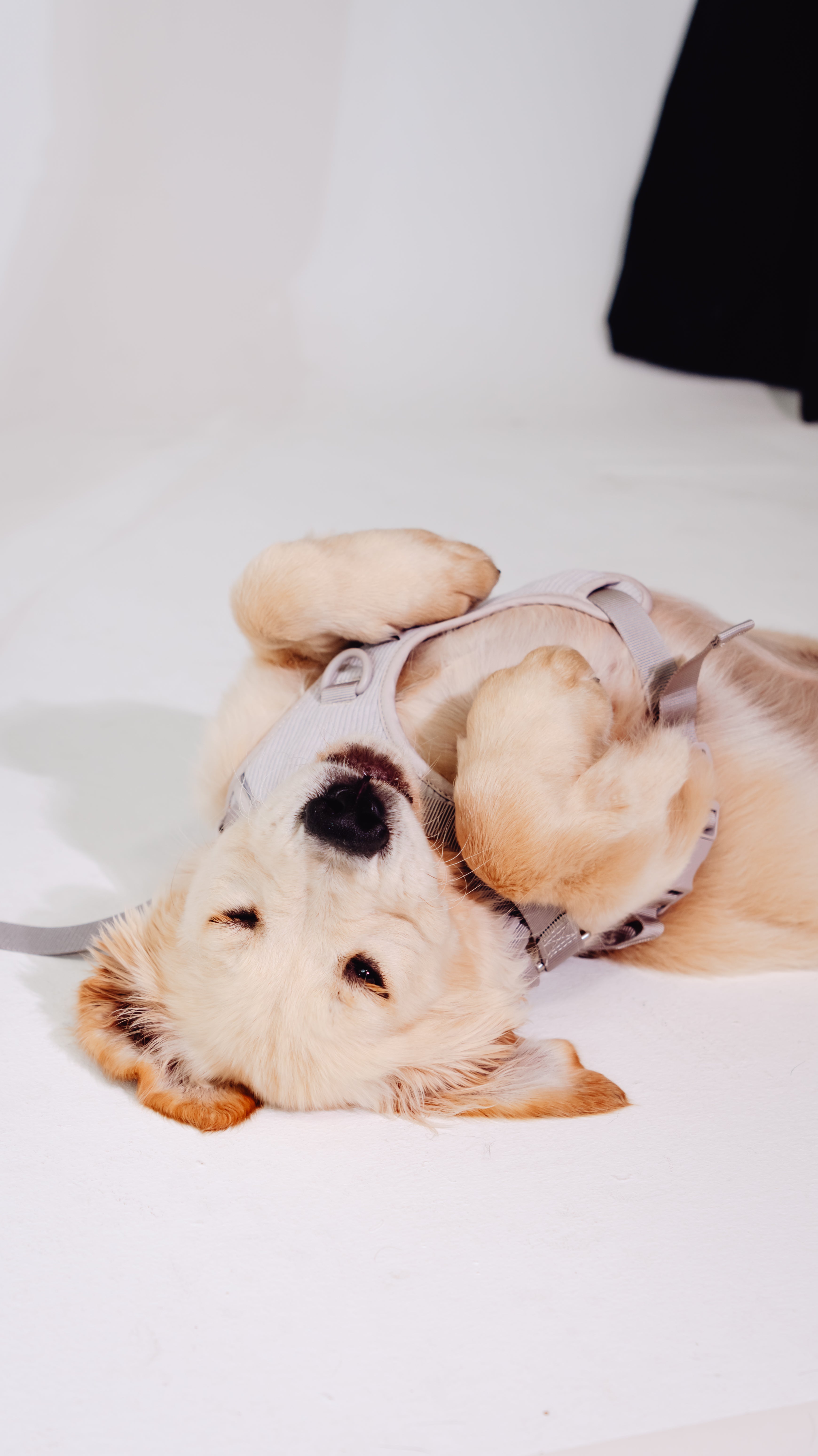 Eukalyptus Cordélia Geschirr Set