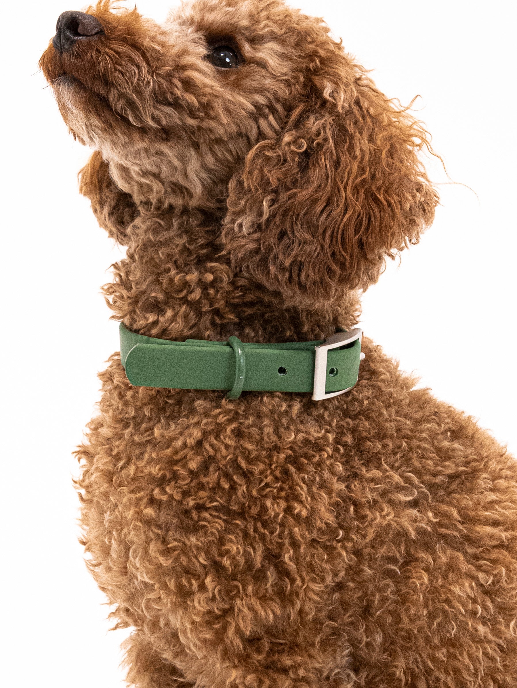 Waldpfote Velvy Halsband Set