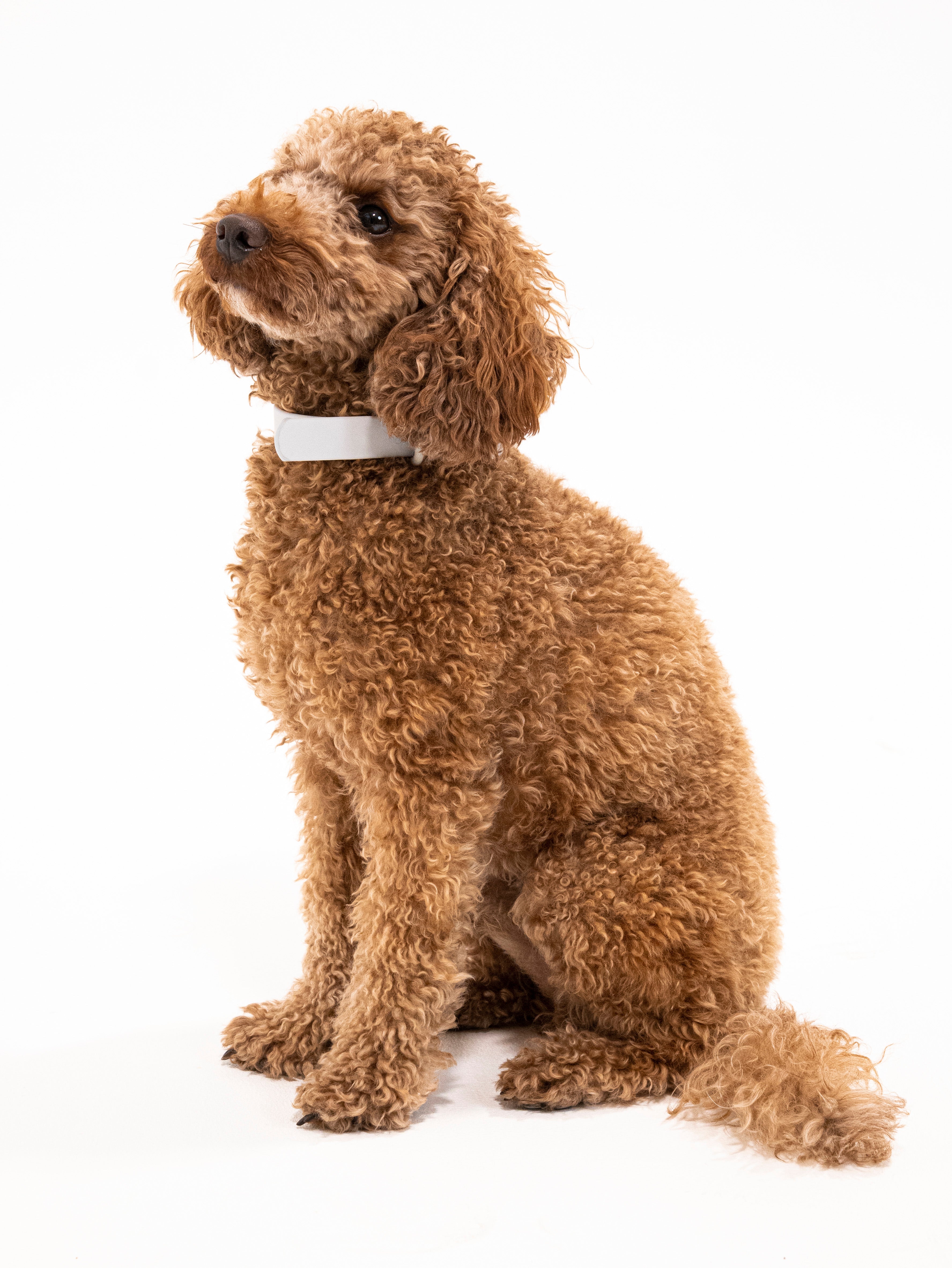 Graphit Velvy Halsband