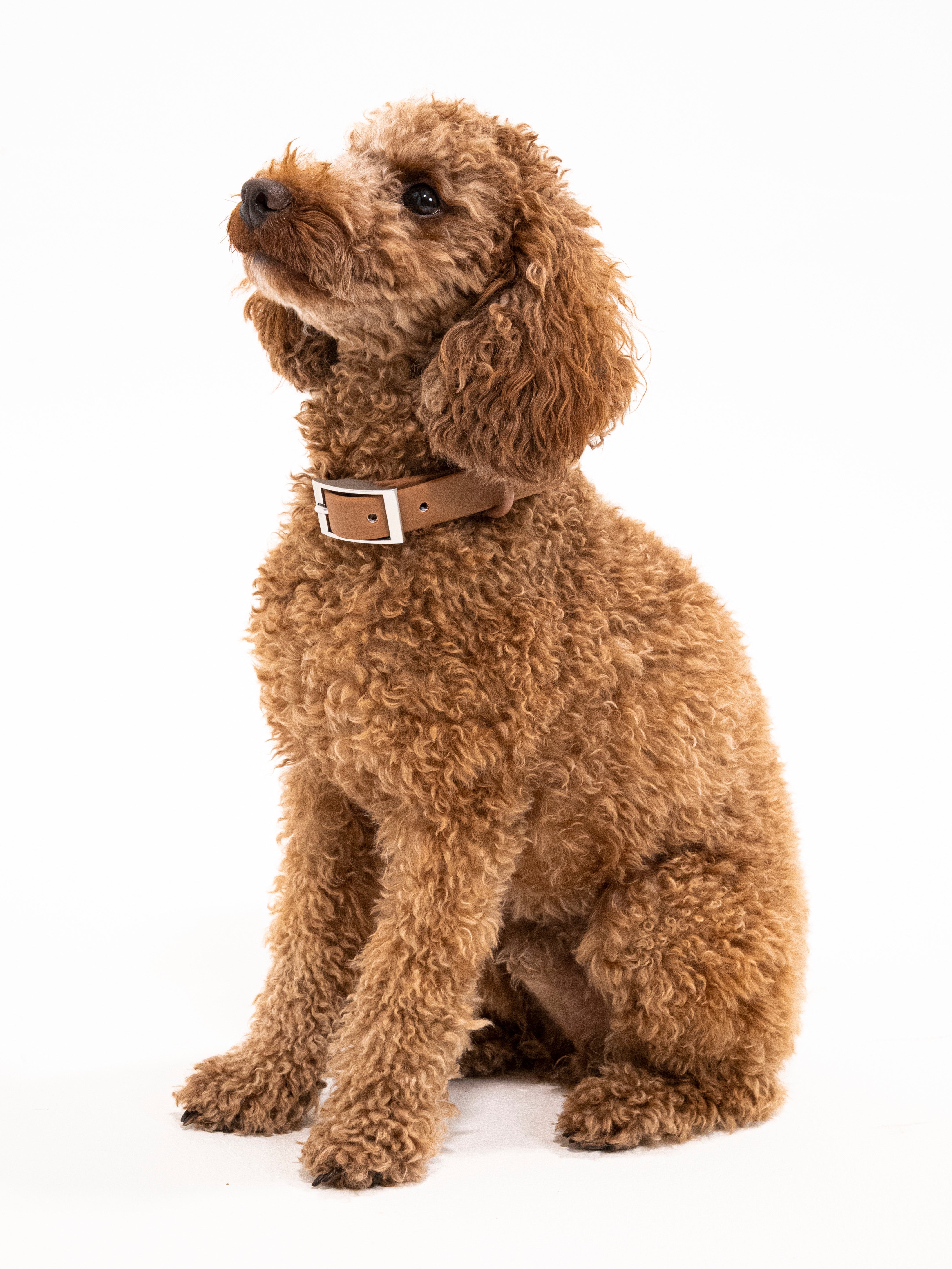 Zimtpfote Velvy Halsband Set