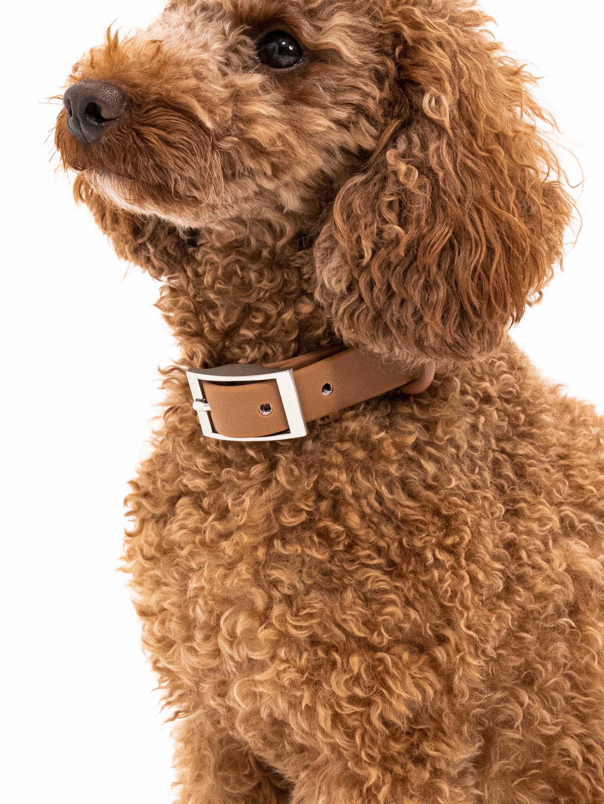 Zimtpfote Velvy Halsband