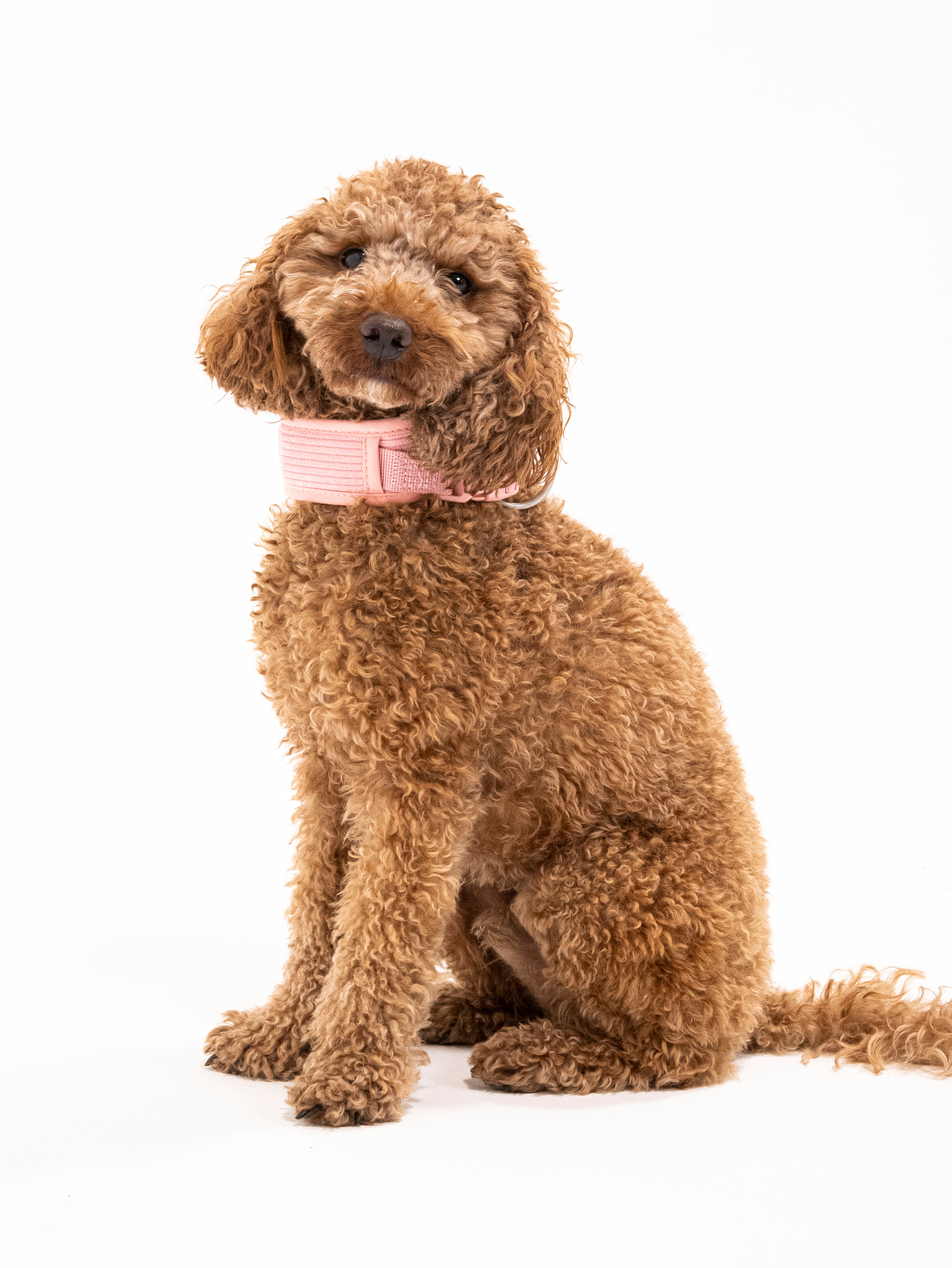 Rose Cordélia Halsband