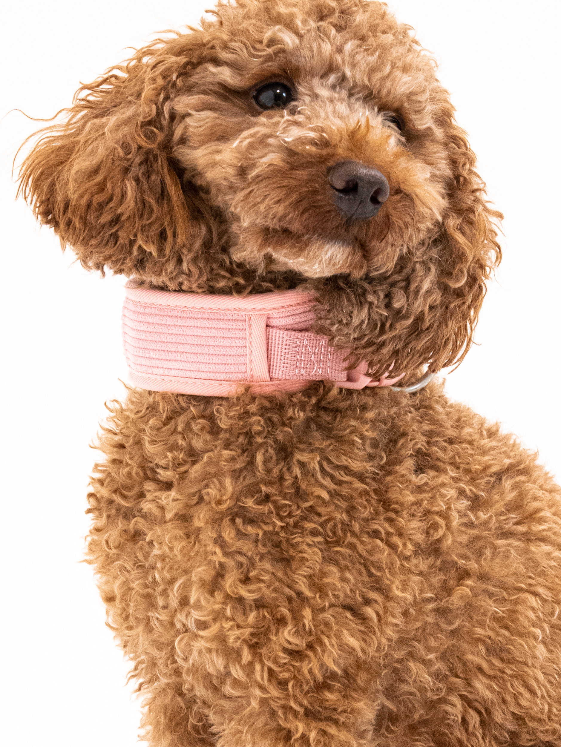 Rose Cordélia Halsband