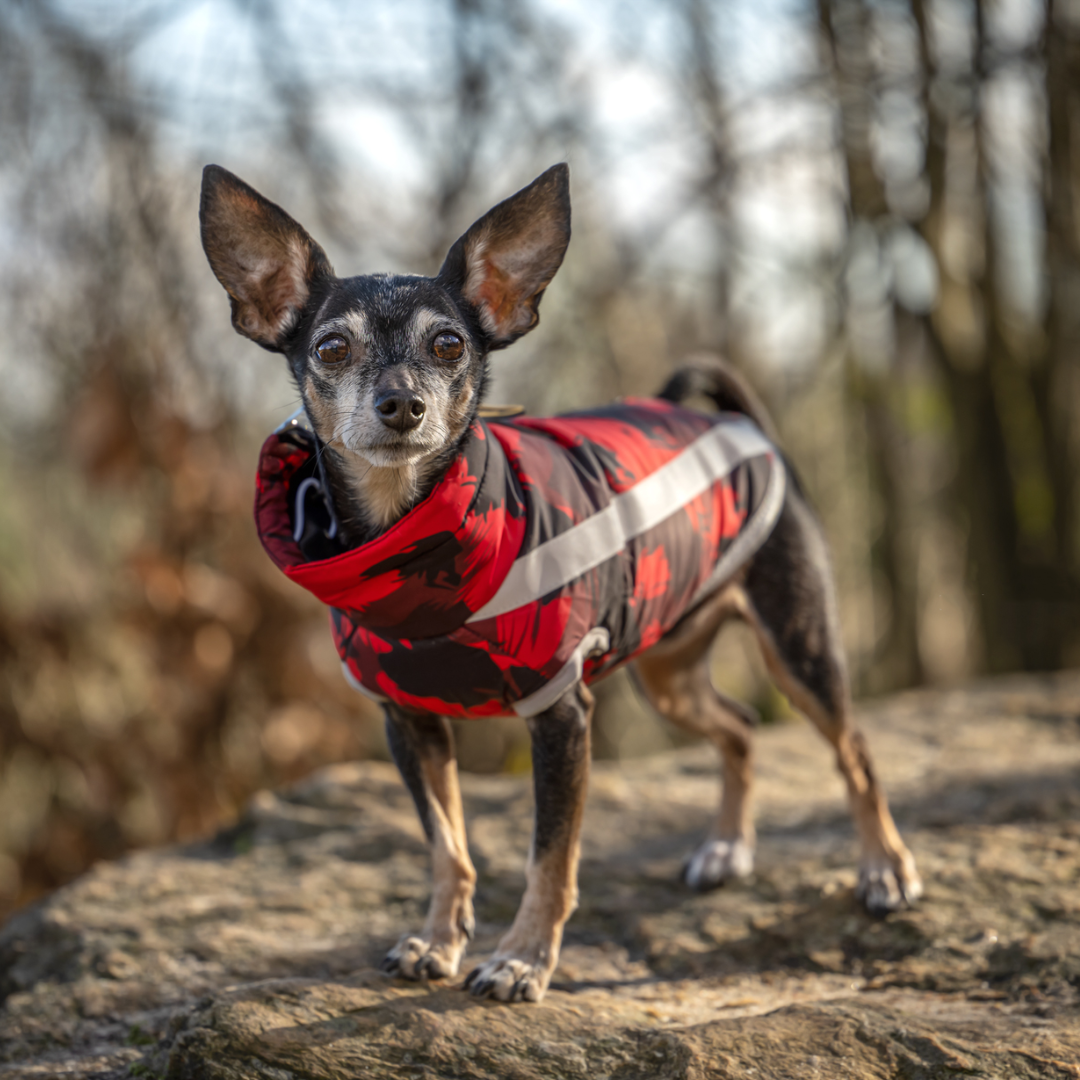 Active+ Thermo Hundemantel